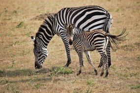 zebras family in the reserve in Kenya