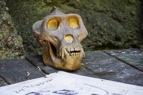 animal skull on the street