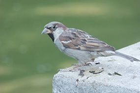 small Sparrow Bird