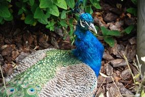 colorful feathers of peacock