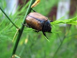beautiful and amazing Beetle
