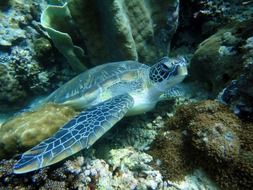 blue Turtle lays on stones Underwater, philippines