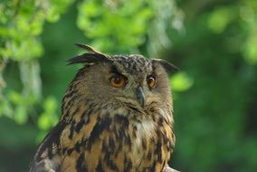 owl at daytime in the forest