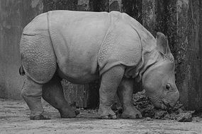 Rhino baby mammal animal