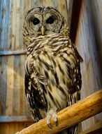 big beautiful owl on a perch