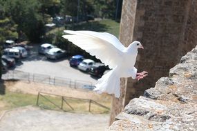 white Dove landing on stone wall