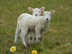 cute two lambs in spring