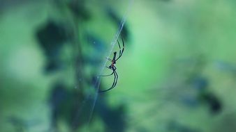 unmatched Spider