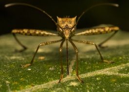 Mosquito Bug