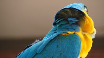 macaw fluffing out its feather