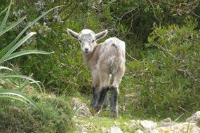 mountain goat on the path
