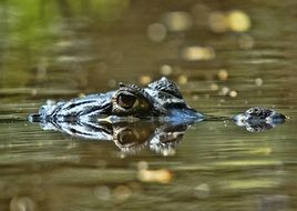 unmatched Crocodile Reptile