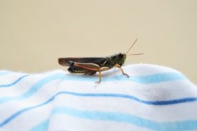Closeup photo of Green insect