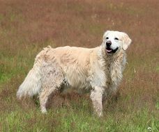 golden retriever on the spring meadow