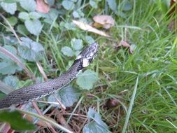 grass snake in a garden