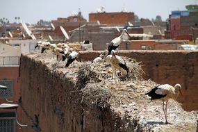 storks on the walls of the house