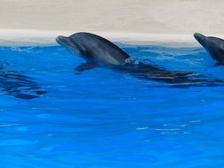 dolphin show in water