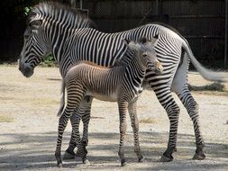 zebra with baby in the wild