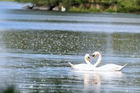 majestic white swans on a pond