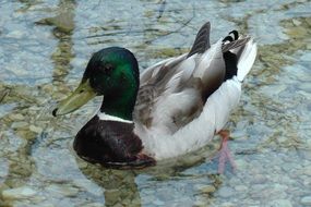 duck with green head in water close up