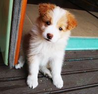 cute puppy in dog hotel