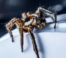 closeup of a small hairy jumping spider