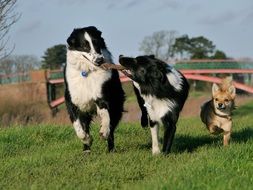 border collies are playing in nature