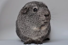 portrait of a grey guinea pig