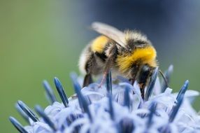 bee on a blue flower