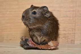 young guinea pig in a wooden house