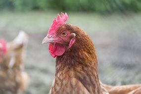 organic chicken on the farm