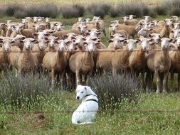 white dog guarding a flock of sheep