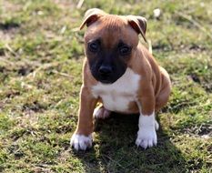 adorable puppy staffordshire on grass