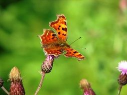 orange butterfly on a flower on a blurry green background