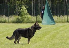 German Shepherd Standing on a competition