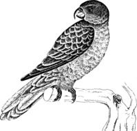 Parrot Bird, monochrome drawing