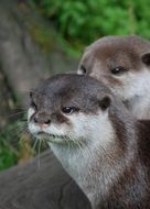 otters near a tree close-up