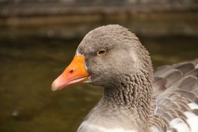 Country Goose