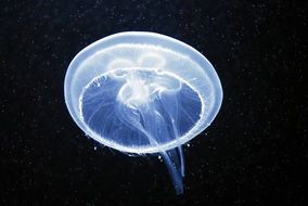 blue jellyfish on black