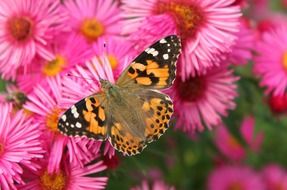 lady butterfly on the pink flowers