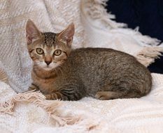 cute fluffy kitten