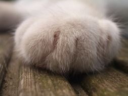 beautiful white Cat Paw