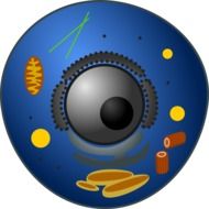 Animal Cell Biology drawing