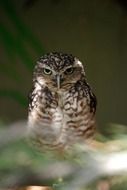 Wildlife portrait of Owl Bird