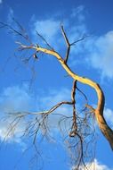 big Dead tree at blue sky background with white clouds