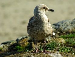 Seagull on coast, france, Brittany