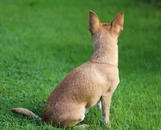 chihuahua sitting on green meadow