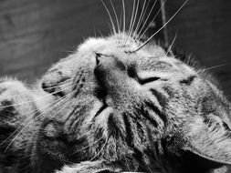 cute lovely Tabby Cat
