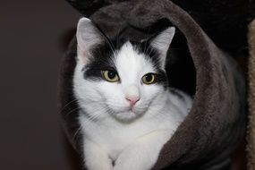 portrait of black and white cat looking out brown cloth