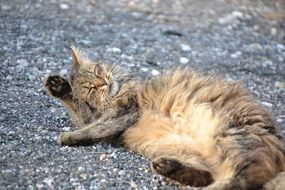 Mackerel Cat on relaxation